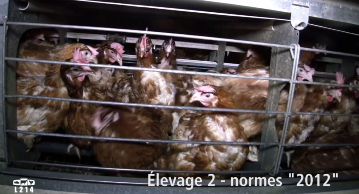 Une augmentation ridicule de la taille des cages