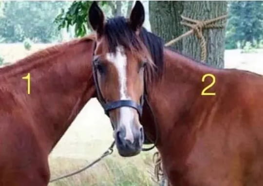 Vous avez une vision parfaite si vous pouvez d&eacute;terminer &agrave; quel cheval appartient cette t&ecirc;te dans cette illusion d'optique en 10&nbsp;secondes