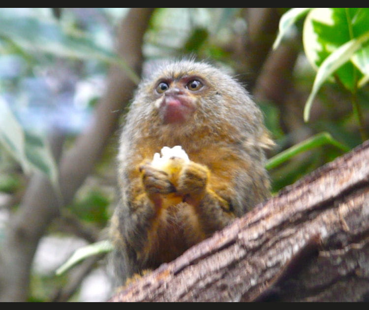 Le ouistiti, singe miniature