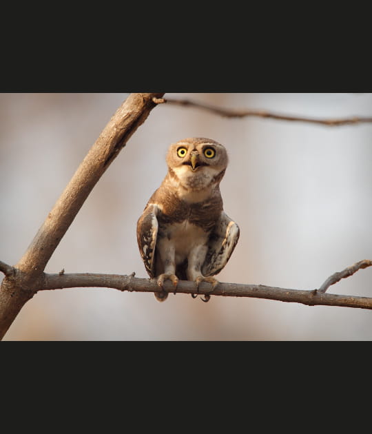 L'adorable et irrempla&ccedil;able chev&ecirc;che foresti&egrave;re