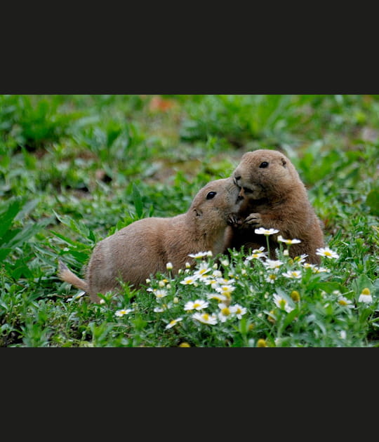 Chiens de prairie