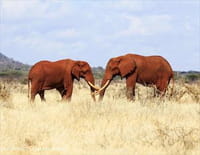 Planète safari : Tsavo, la terre des éléphants rouges