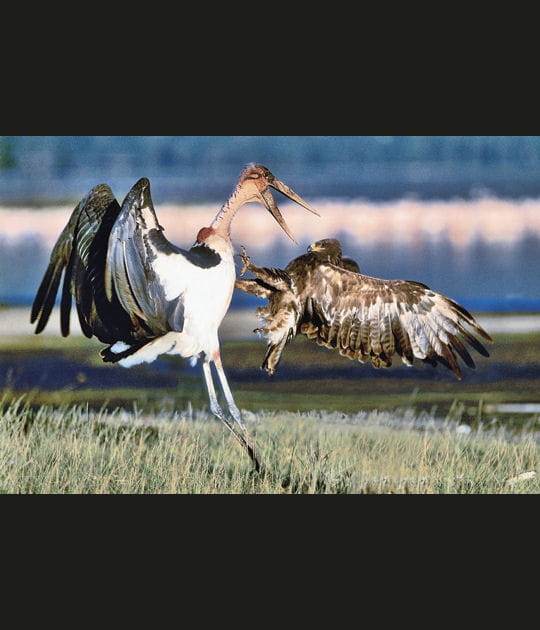 Le combat des oiseaux