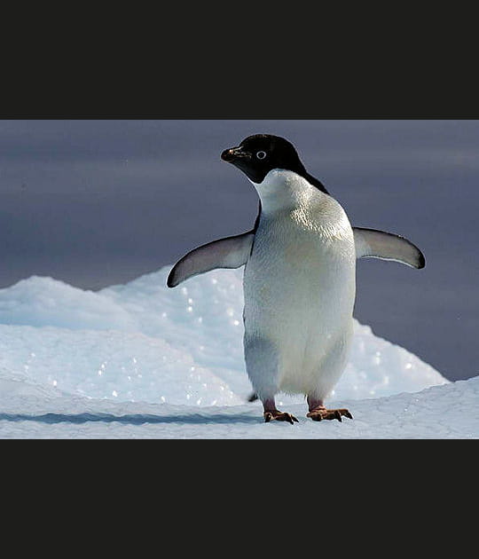 Un isolant imparable