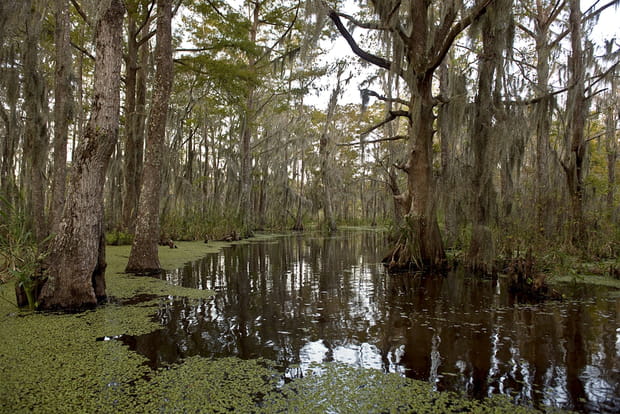 Drôle de bayou au bord du Mississippi