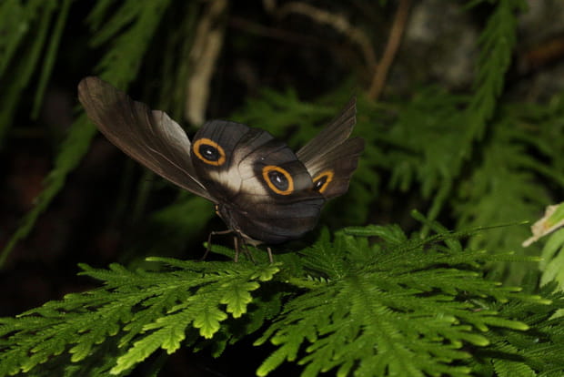 Les yeux du papillon