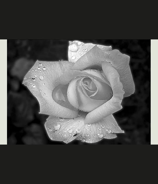 Une rose