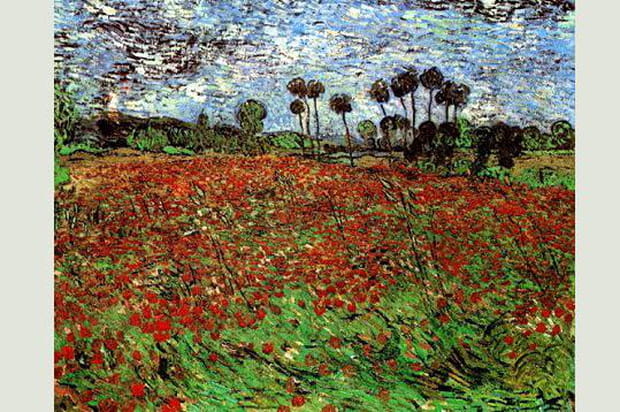 Champs de coquelicots