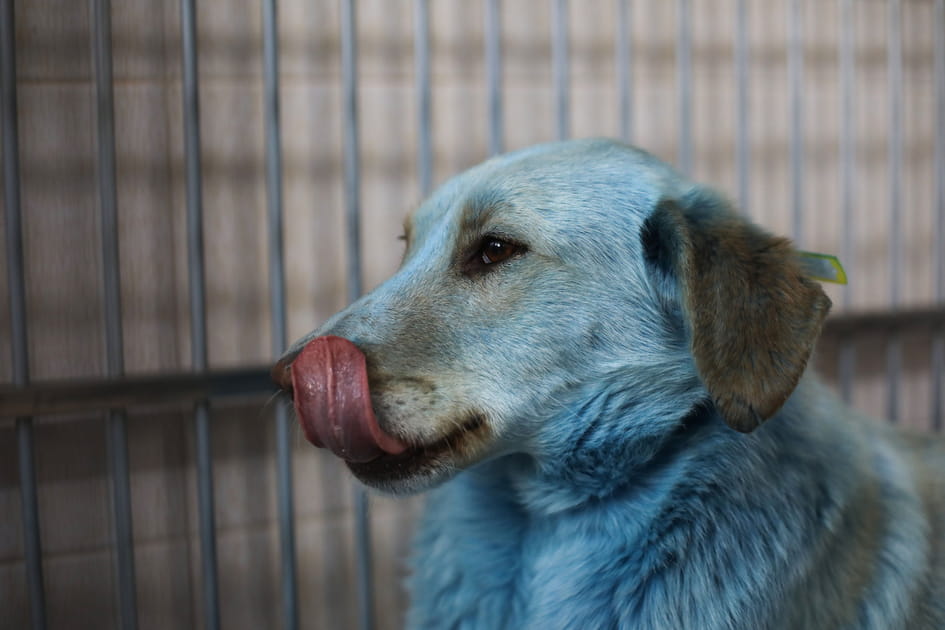 Chiens bleus