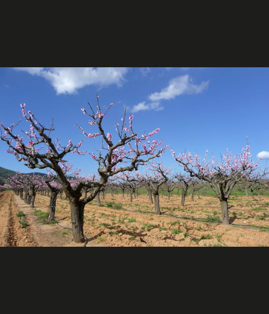 La floraison des vignes