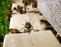 C'est pas sorcier : Le déclin des abeilles