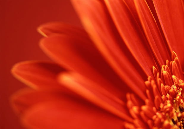 Rouge passion