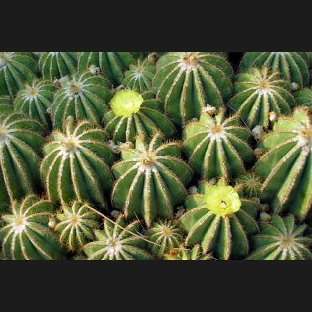 Floril&egrave;ge de cactus