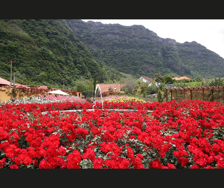 Roseraie &agrave; Sao Jorge