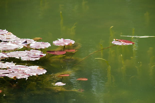 Groupe de nymphéas