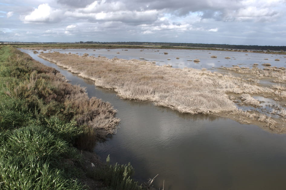 La r&eacute;serve naturelle de l'estuaire du Sado