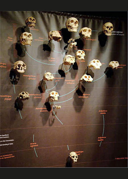 Tableau de l'&eacute;volution des primates