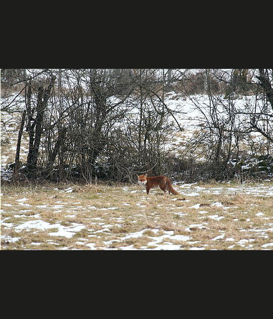 Renard aux aguets