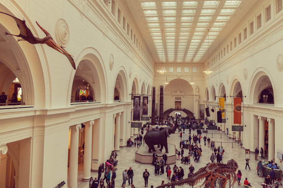 Chicago pas &agrave; pas&nbsp;: au Field Museum, l'antre du T-Rex