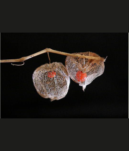 Dentelles de printemps&nbsp;: le physalis