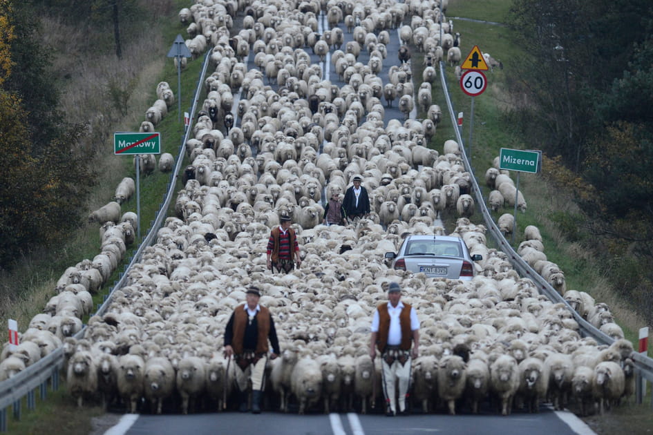 Mar&eacute;e de moutons