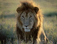 Top 10 des animaux : Armes meurtrières