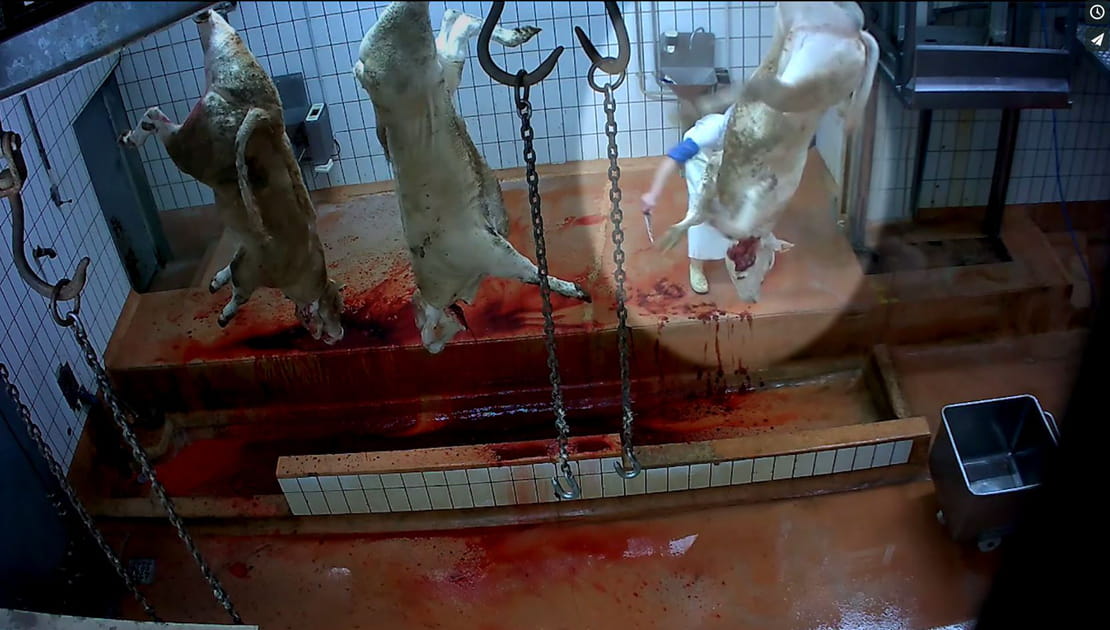 Des animaux d&eacute;coup&eacute;s encore vivants