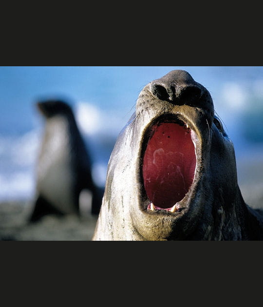 La fatigue du phoque