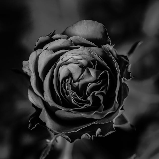 Rose en noir et blanc