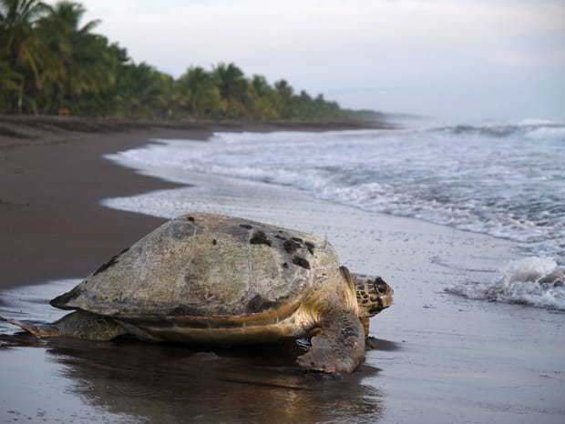 Parc National de Tortuguero