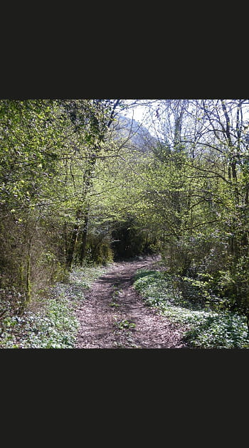 &quot;La for&ecirc;t recule partout &quot;