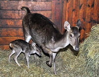 Zoo nursery Berlin