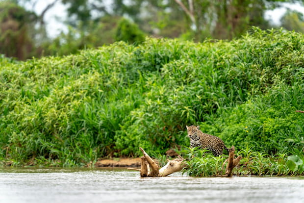 Pantanal nord, le meilleur endroit au monde pour voir des jaguars