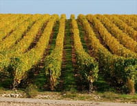 Echappées belles : Bourgogne, terre de vignes