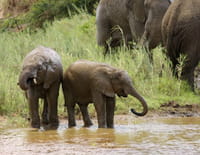 Premiers pas dans la vie sauvage : Dans la savane