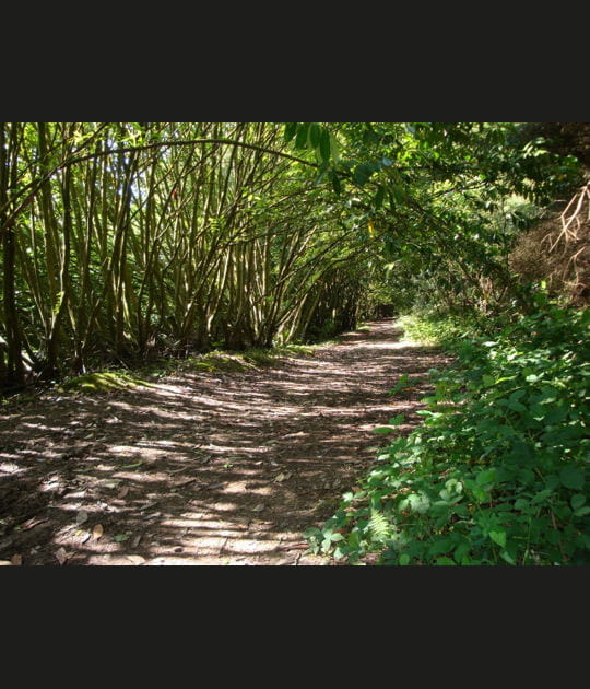 For&ecirc;t du Finist&egrave;re