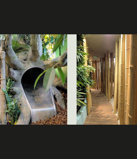 La for&ecirc;t tropicale