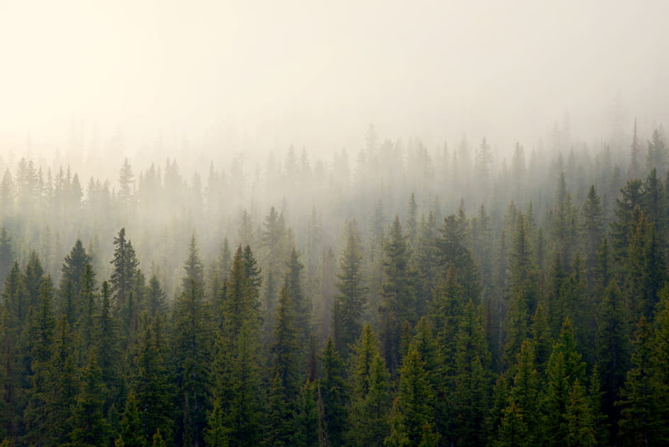 For&ecirc;t plong&eacute;e dans la brume