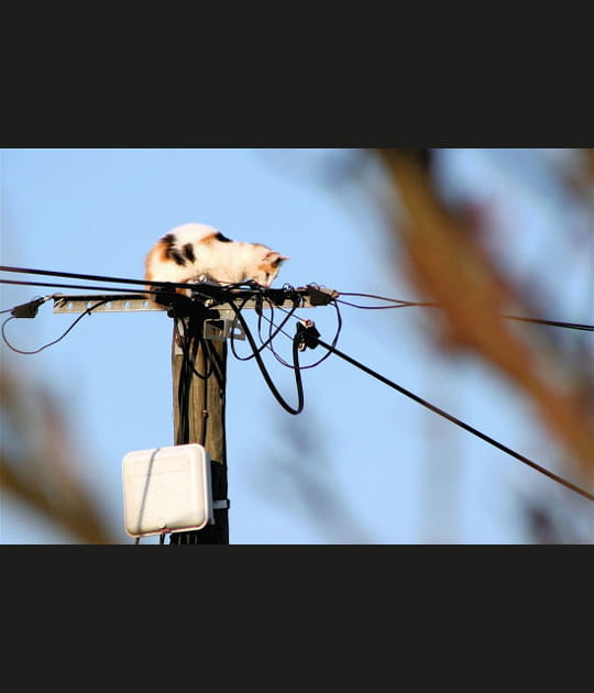 Chat &eacute;lectrique