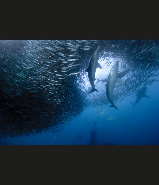 Banc de requins
