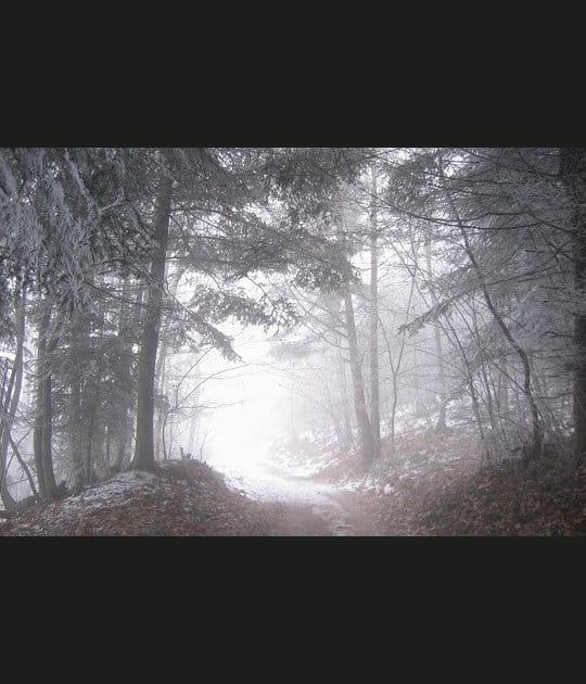 For&ecirc;t givr&eacute;e