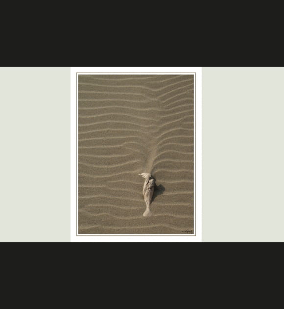 Poisson de sable