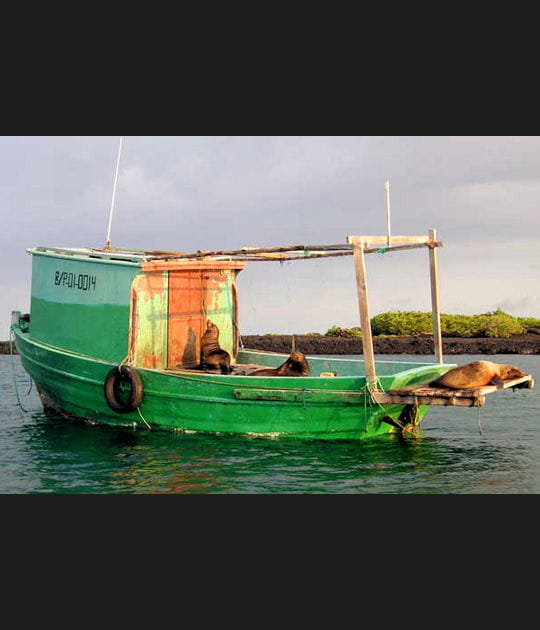 Solarium pour lions de mer