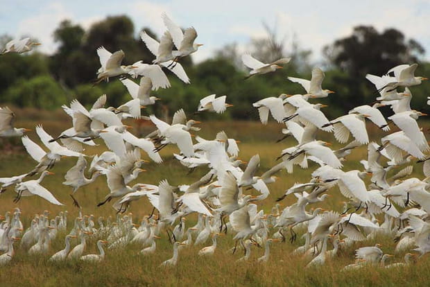 Le delta de l'Okavango