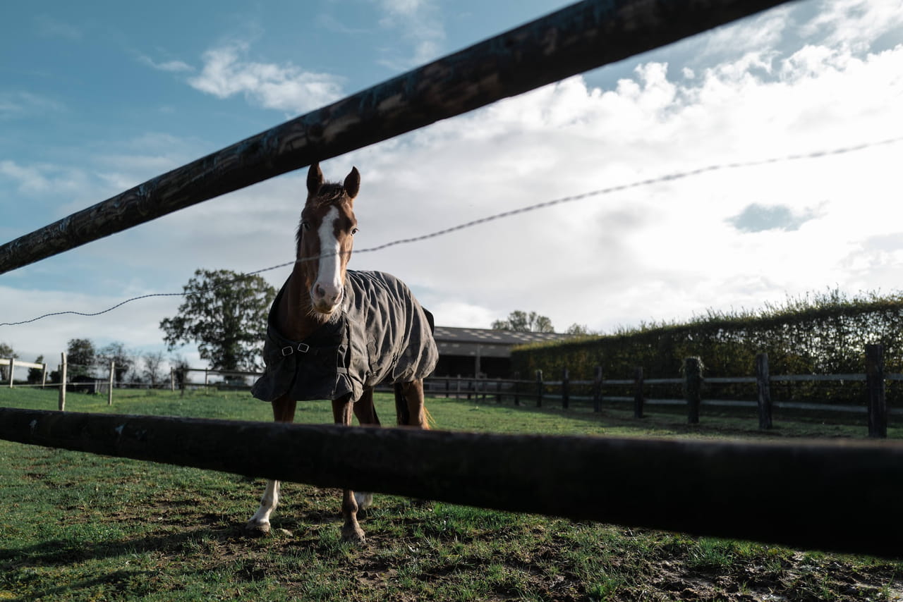 Normandie : l'homme qui a tué cinq chevaux condamné à deux ans de prison ferme