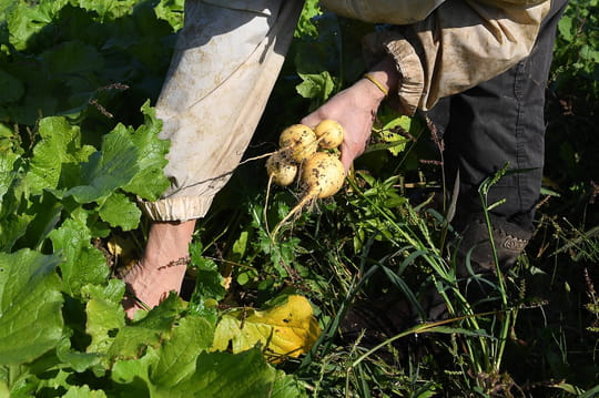 Dans cet endroit de France, il n'est plus possible de faire pousser ses propres fruits et l&eacute;gumes