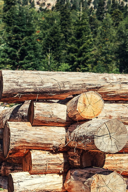 Est-ce que la construction d'une maison en bois participe &agrave; la d&eacute;forestation&nbsp;?