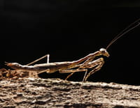 Monster Bug Wars !