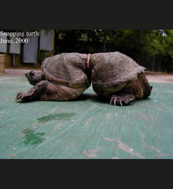 Des ravages sur l'animal