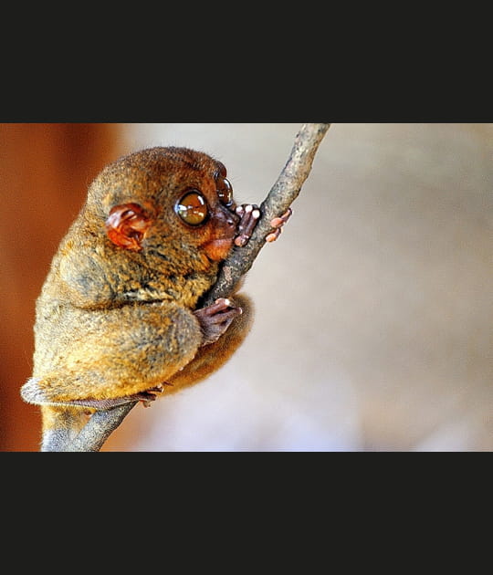 Le tarsier